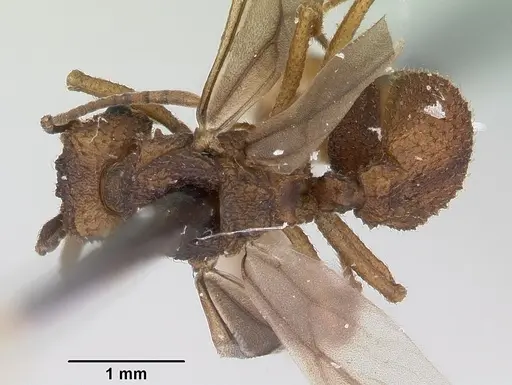 Trachymyrmex carinatus specimen CASENT0103158 image casent0103158_1