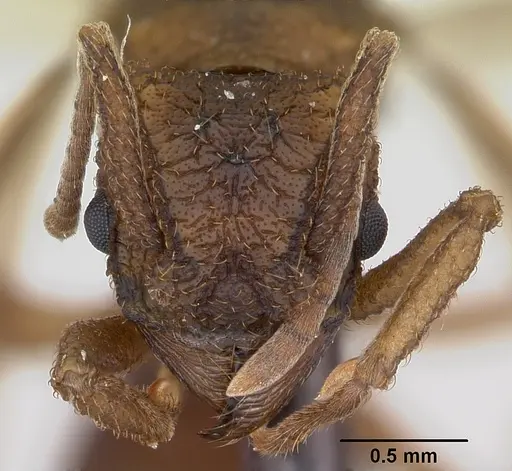 Trachymyrmex carinatus specimen CASENT0103158 image casent0103158_2