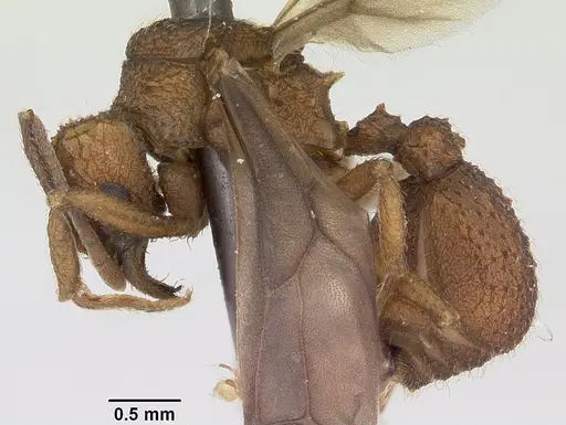 Trachymyrmex carinatus specimen CASENT0103158 image casent0103158_3