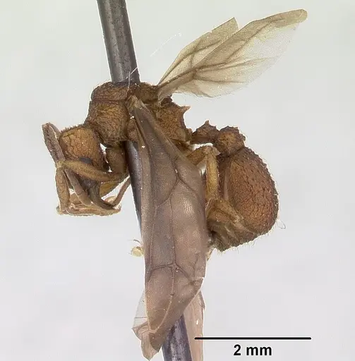Trachymyrmex carinatus specimen CASENT0103158 image casent0103158_4