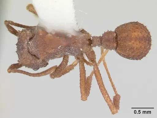 Trachymyrmex carinatus specimen CASENT0103159 image casent0103159_1