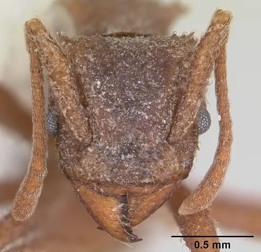 Trachymyrmex carinatus specimen CASENT0103159 image casent0103159_2