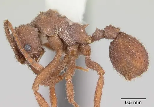 Trachymyrmex carinatus specimen CASENT0103159 image casent0103159_3
