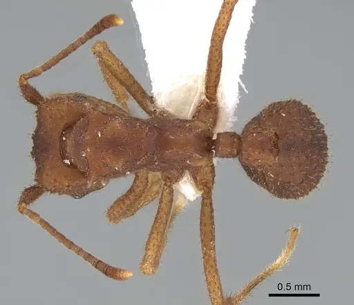 Trachymyrmex carinatus specimen CASENT0919976 image casent0919976_1