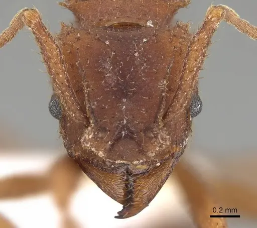 Trachymyrmex carinatus specimen CASENT0919976 image casent0919976_2