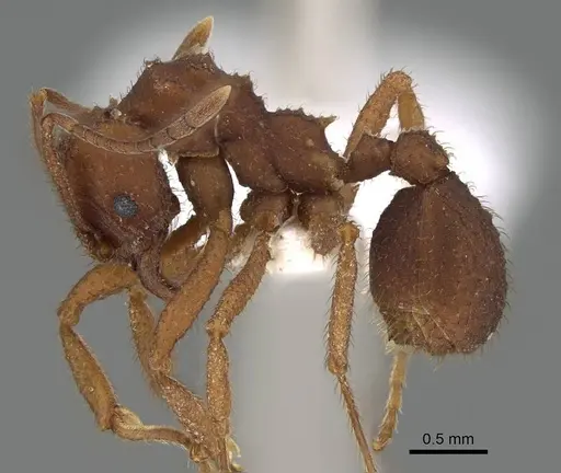 Trachymyrmex carinatus specimen CASENT0919976 image casent0919976_3