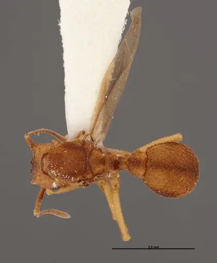Trachymyrmex carinatus specimen FMNHINS0000046964 image fmnhins0000046964_1