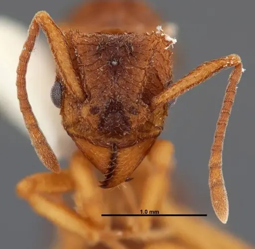 Trachymyrmex carinatus specimen FMNHINS0000046964 image fmnhins0000046964_2