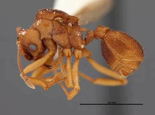 Trachymyrmex carinatus specimen FMNHINS0000046964 image fmnhins0000046964_3
