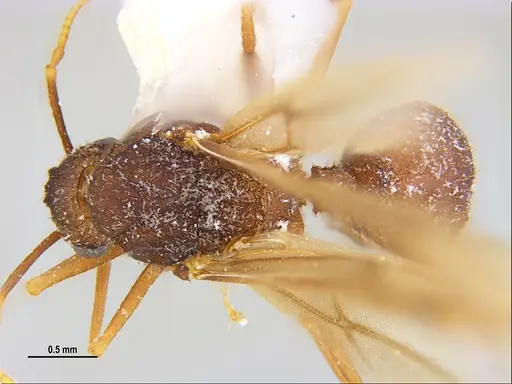 Trachymyrmex carinatus specimen MZSPHYM0135906 image mzsphym0135906_1