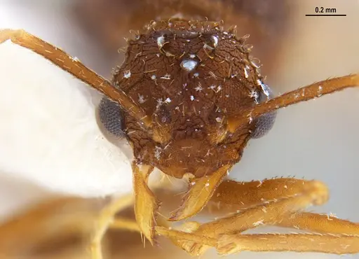 Trachymyrmex carinatus specimen MZSPHYM0135906 image mzsphym0135906_2
