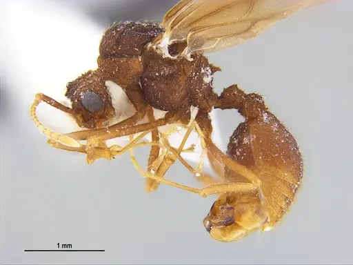 Trachymyrmex carinatus specimen MZSPHYM0135906 image mzsphym0135906_3