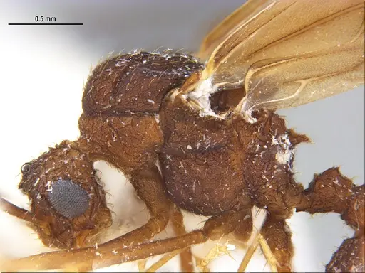 Trachymyrmex carinatus specimen MZSPHYM0135906 image mzsphym0135906_4