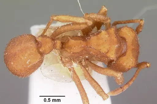 Trachymyrmex desertorum specimen CASENT0104689 image casent0104689_1