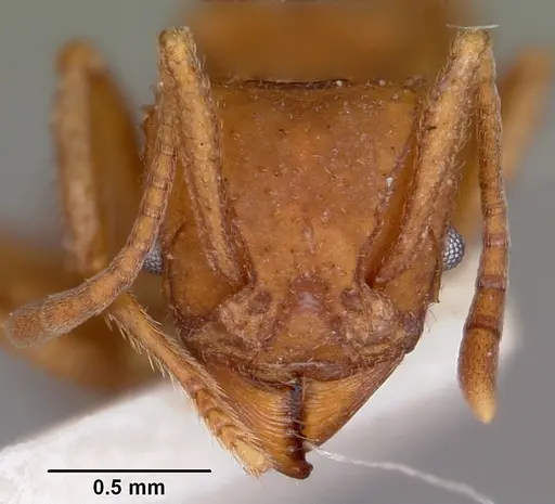 Trachymyrmex desertorum specimen CASENT0104689 image casent0104689_2
