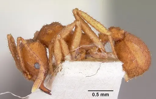Trachymyrmex desertorum specimen CASENT0104689 image casent0104689_3