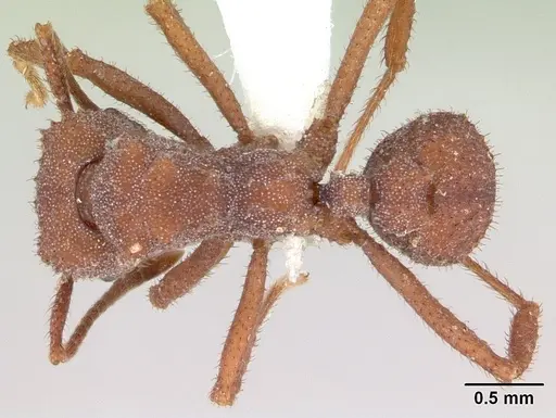 Trachymyrmex desertorum specimen CASENT0173651 image casent0173651_1
