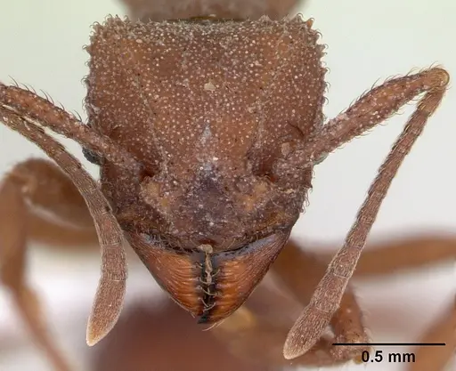 Trachymyrmex desertorum specimen CASENT0173651 image casent0173651_2