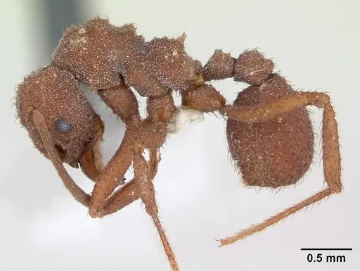 Trachymyrmex desertorum specimen CASENT0173651 image casent0173651_3