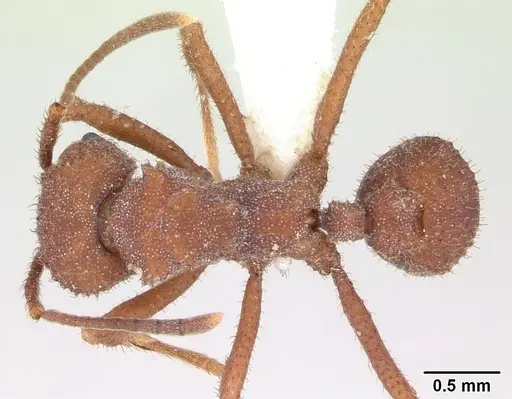 Trachymyrmex desertorum specimen CASENT0173652 image casent0173652_1