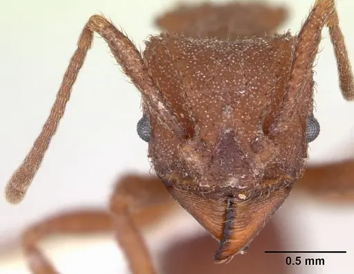 Trachymyrmex desertorum specimen CASENT0173652 image casent0173652_2