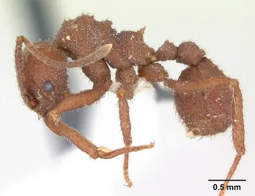 Trachymyrmex desertorum specimen CASENT0173652 image casent0173652_3
