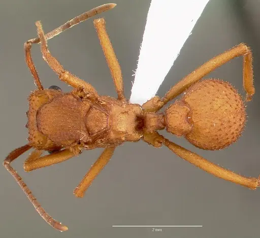 Trachymyrmex nogalensis specimen CASENT0000364 image casent0000364_1