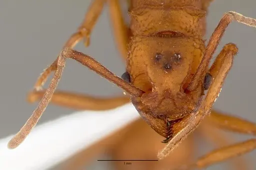 Trachymyrmex nogalensis specimen CASENT0000364 image casent0000364_2
