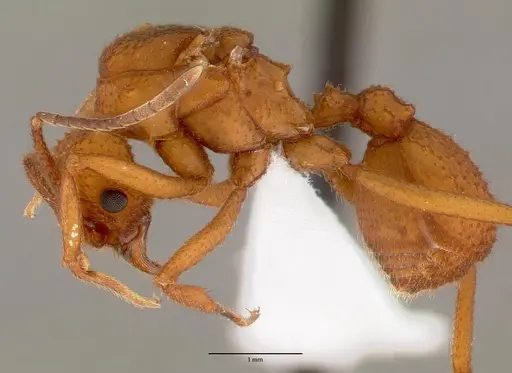 Trachymyrmex nogalensis specimen CASENT0000364 image casent0000364_3
