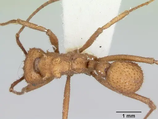 Trachymyrmex nogalensis specimen CASENT0103490 image casent0103490_1