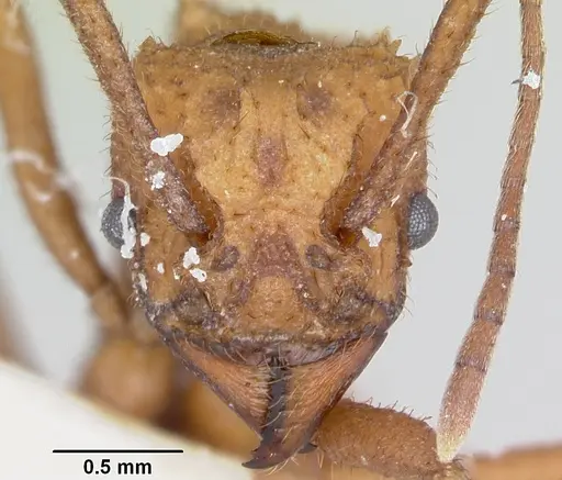 Trachymyrmex nogalensis specimen CASENT0103490 image casent0103490_2