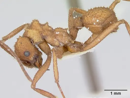 Trachymyrmex nogalensis specimen CASENT0103490 image casent0103490_3