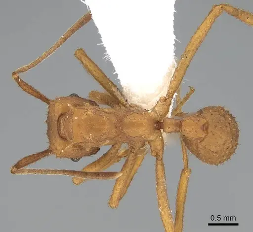 Trachymyrmex nogalensis specimen CASENT0919978 image casent0919978_1