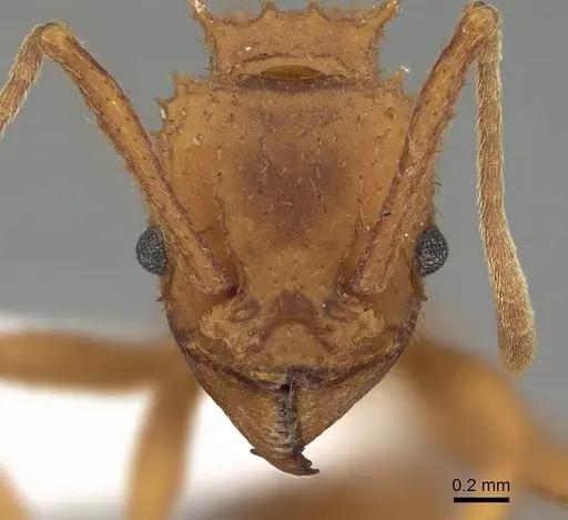 Trachymyrmex nogalensis specimen CASENT0919978 image casent0919978_2