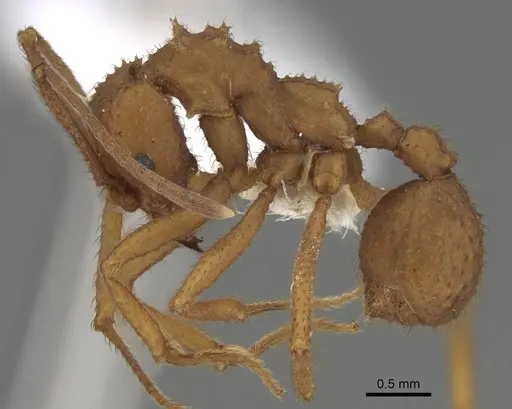 Trachymyrmex nogalensis specimen CASENT0919978 image casent0919978_3
