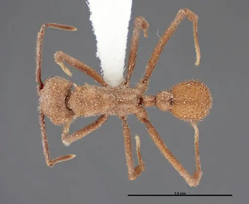 Trachymyrmex nogalensis specimen FMNHINS0000062757 image fmnhins0000062757_1
