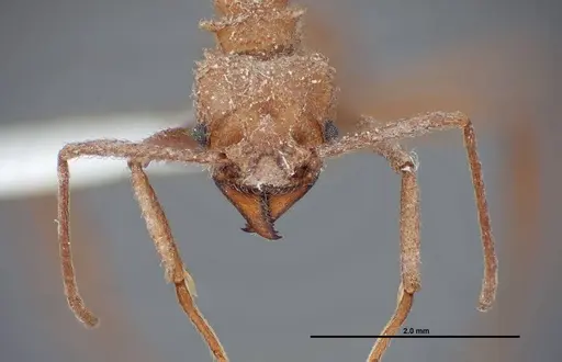 Trachymyrmex nogalensis specimen FMNHINS0000062757 image fmnhins0000062757_2