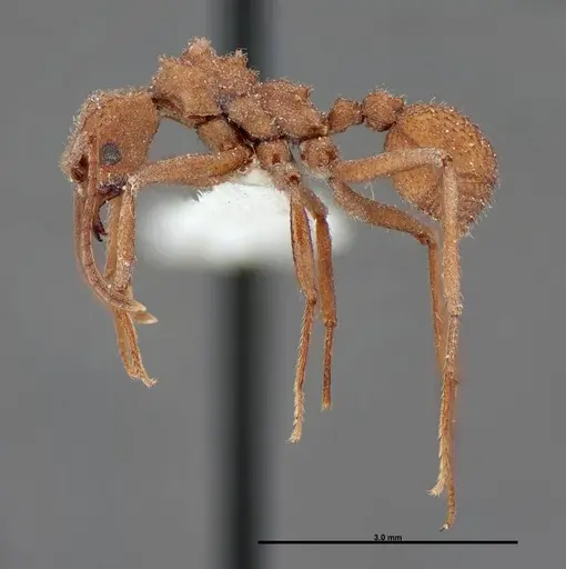 Trachymyrmex nogalensis specimen FMNHINS0000062757 image fmnhins0000062757_3