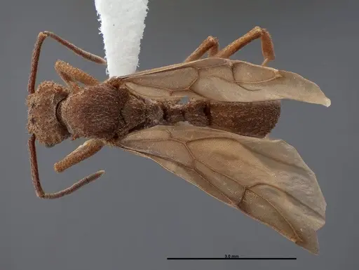 Trachymyrmex nogalensis specimen FMNHINS0000083038 image fmnhins0000083038_1