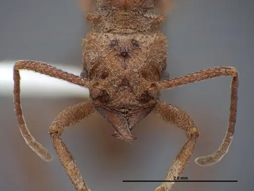 Trachymyrmex nogalensis specimen FMNHINS0000083038 image fmnhins0000083038_2