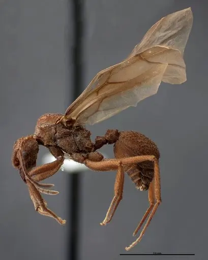 Trachymyrmex nogalensis specimen FMNHINS0000083038 image fmnhins0000083038_3