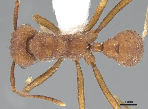 Trachymyrmex pakawa specimen CASENT0919984 image casent0919984_1