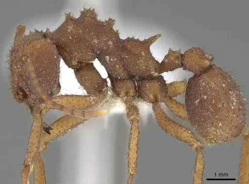 Trachymyrmex pakawa specimen CASENT0919984 image casent0919984_3