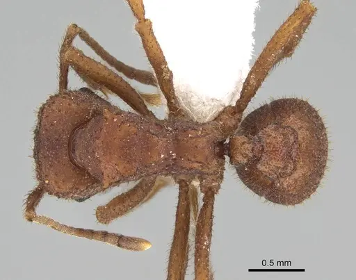 Trachymyrmex pomonae specimen CASENT0919977 image casent0919977_1