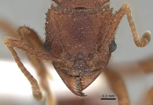 Trachymyrmex pomonae specimen CASENT0919977 image casent0919977_2