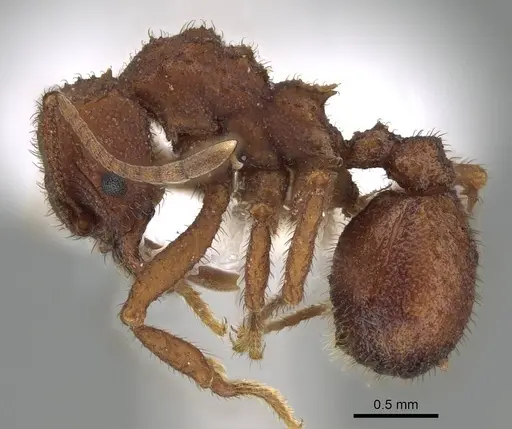 Trachymyrmex pomonae specimen CASENT0919977 image casent0919977_3
