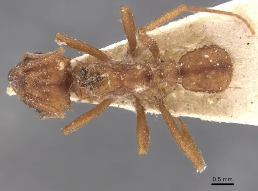 Trachymyrmex saussurei specimen CASENT0909394 image casent0909394_1