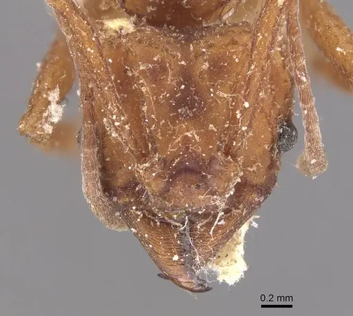Trachymyrmex saussurei specimen CASENT0909394 image casent0909394_2