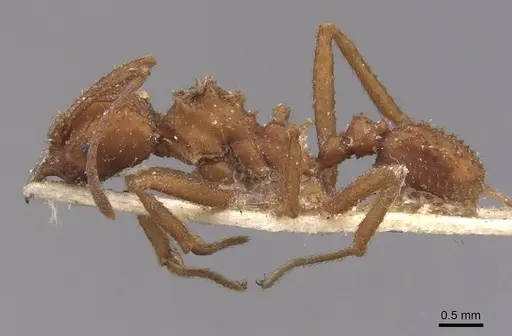 Trachymyrmex saussurei specimen CASENT0909394 image casent0909394_3