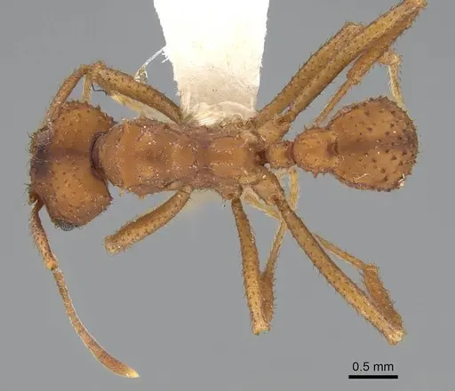 Trachymyrmex saussurei specimen CASENT0919974 image casent0919974_1